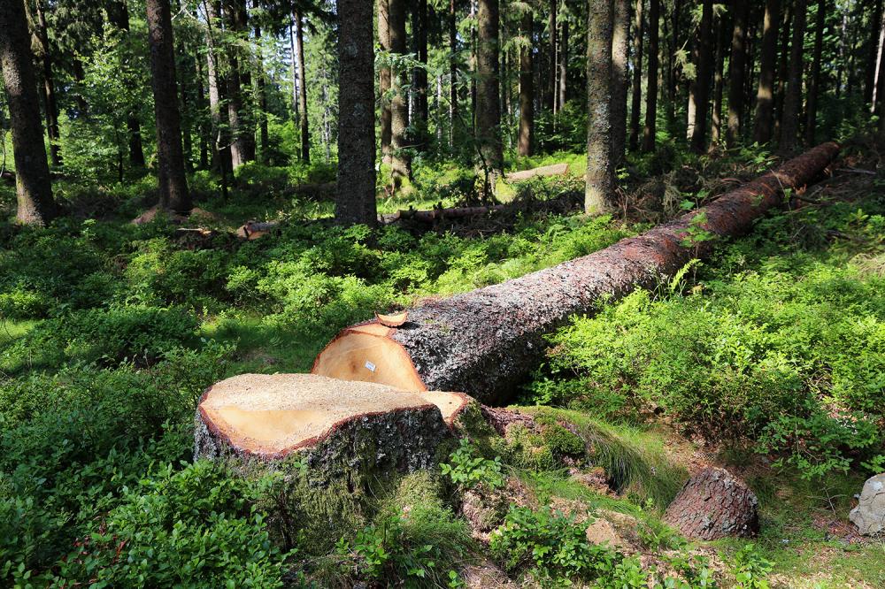 Abattage d'Arbres